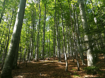 Bavarian Forest National Park. (Foto credit: Jonna Heuschele) Bavarian Forest National Park. (Foto credit: Jonna Heuschele)